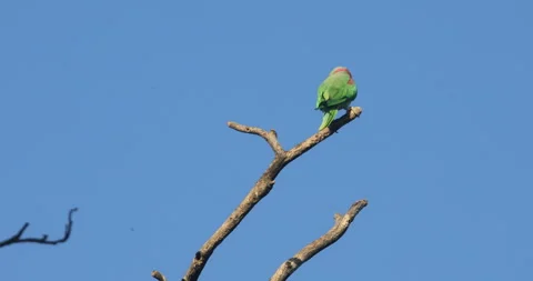 Green Parrot on the tree Stock Footage 279125462