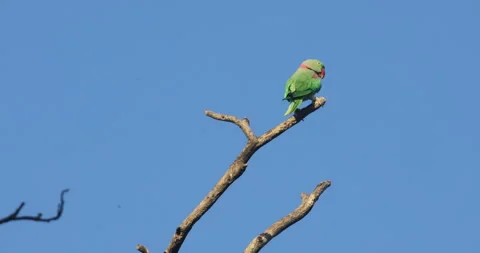 Green Parrot on the tree Stock Footage 279125675