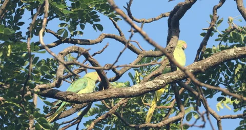 Green Parrot on the tree Stock Footage 279130164