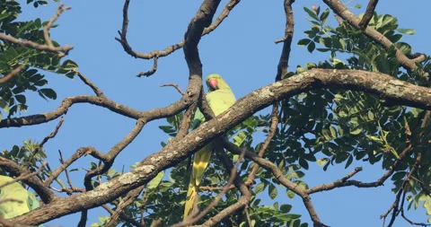 Green Parrot on the tree Stock Footage 279130729