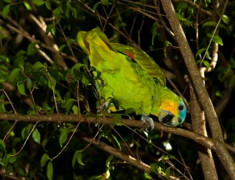 Green parrot in tree 스톡 사진