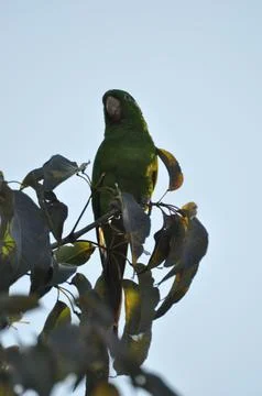 Green Parrot in Tree Stock-Fotos