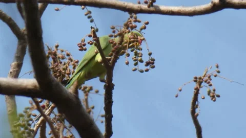 Green parrot in tree UHD MP4 4k . Stock Footage 137501557