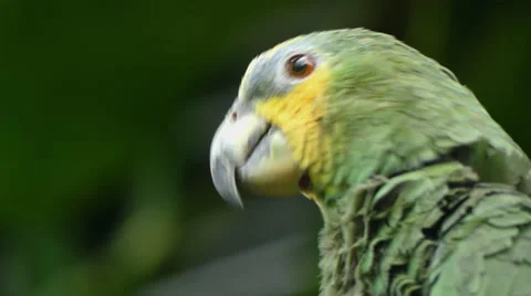 Green parrot tropical forrest Stock Footage 62810194