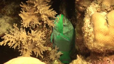 Green Parrotfish hiding between corals at night for protection and resting Video stock 207934154
