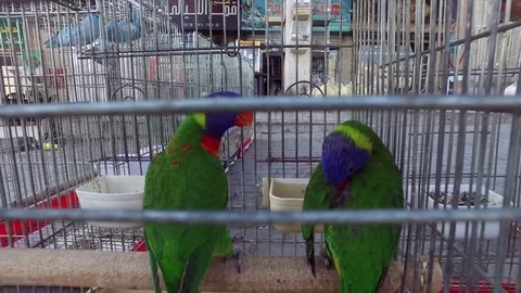 Green parrots with a blue head. Stock Footage 77495147