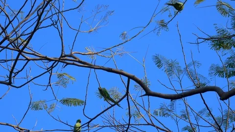 Green parrots on the branches Stock Footage 98905554