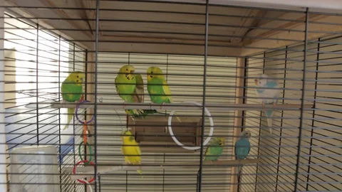 The Green Parrots Cage Stock Footage 89408246