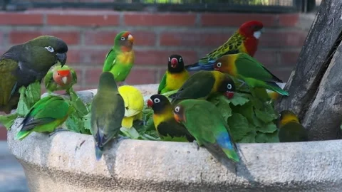 Green parrots eat from the feeder Stock Footage 253554352
