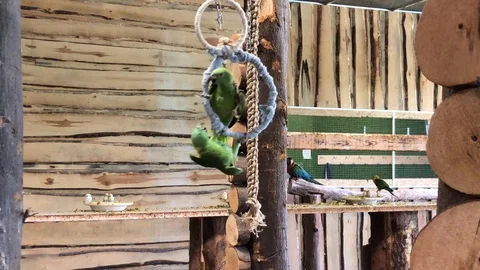 Green parrots fighting on a ring swing in Papugarnia in Warsaw, Poland Video stock 109117637