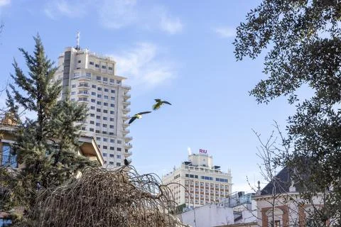 Green parrots flying over edificio espana in madrid Stock Photos