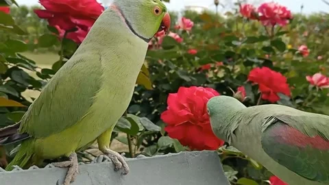 Green Parrots Stock Footage 166013054