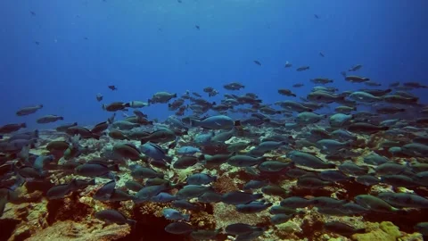 Green parrots Stock Footage 315848674