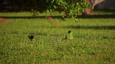 Green Parrots in Grass Video stock 62812050