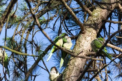 Green parrots perch on pine tree branches Stock-Fotos