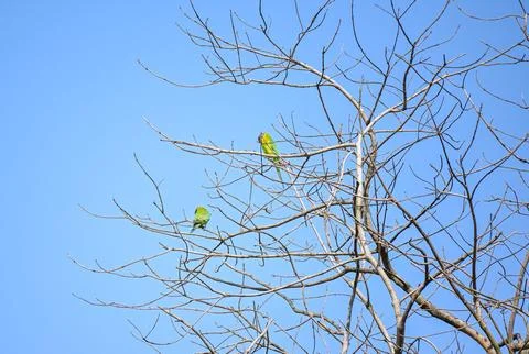 Green Parrots Perched on Bare Branches Against Clear Blue Sky Foto stock