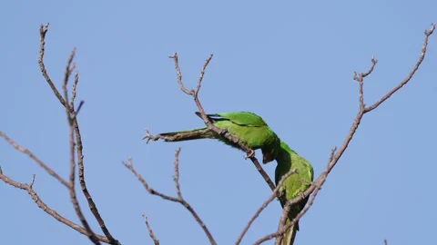 Green Parrots Perched on Bare Tree Branches Against Clear Blue Sky Video stock 337016204