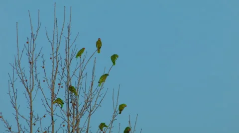 GREEN PARROTS PERCHED IN A TREE. Stock Footage 46098208