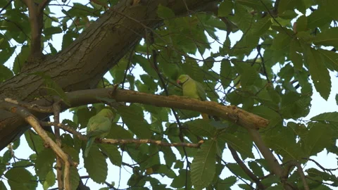 Green parrots perching on the branches of a tree. Stock Footage 125400767