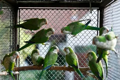 Green parrots Stock Photos