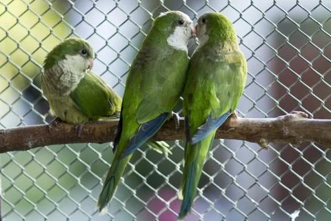 Green parrots Stock Photos