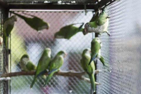 Green parrots Stock Photos