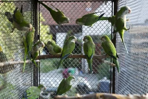 Green parrots Stock Photos
