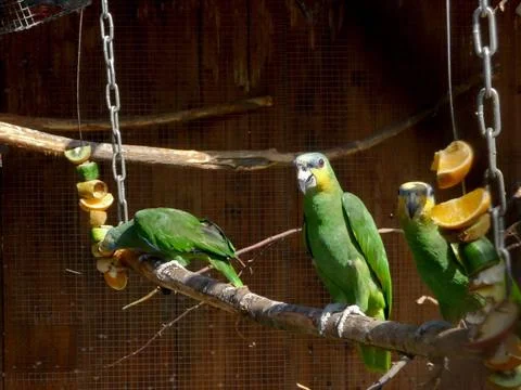 Green parrots Stock Photos