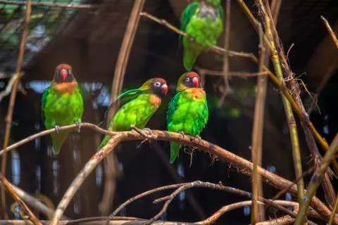 Green parrots Stock Photos