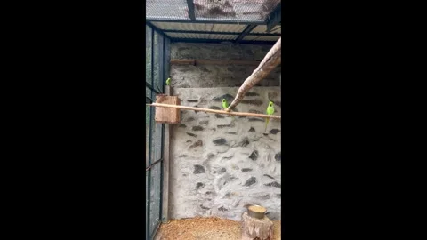 Green parrots sit on a perch in a large aviary, vertical video Stock-Footage 330417754