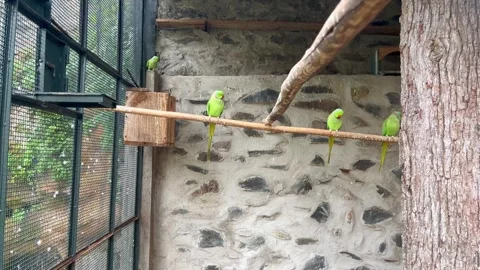 Green parrots sit on a perch in their large cage. Video stock 330417759