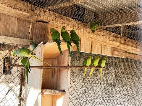 Green parrots socializing inside an aviary with wooden and wire mesh enclosur 스톡 사진