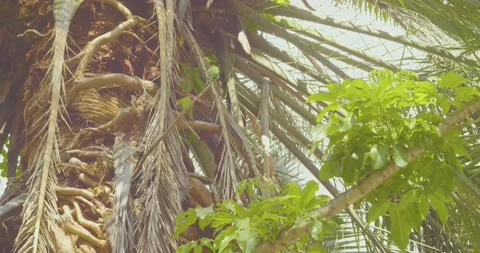 Green Parrots Standing on a Palm Tree Branch 스톡 동영상 140621673