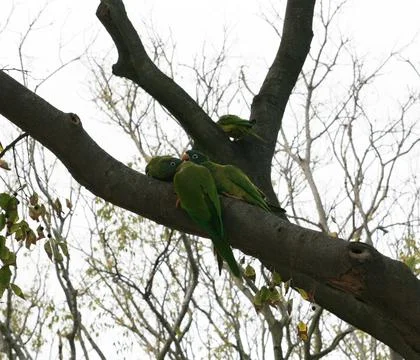 Green parrots on tree branches Stock Photos