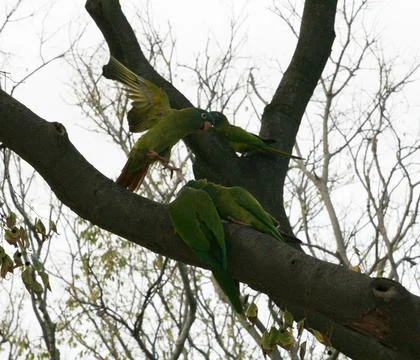 Green parrots on tree branches Stock Photos