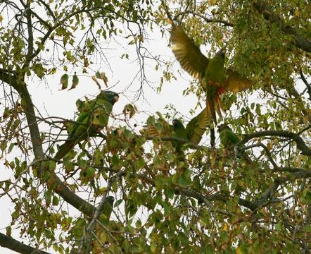 Green parrots on tree branches Stock Photos