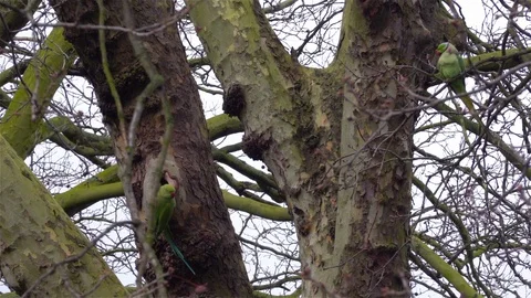 Green parrots in tree Stock Footage 125170150