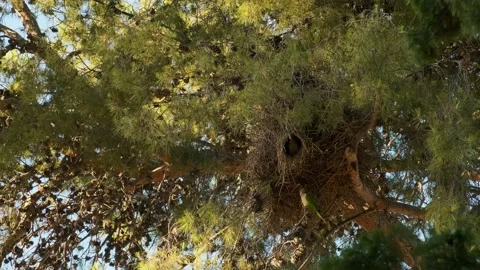 Green parrots on a tree near their nest Video stock 201463448
