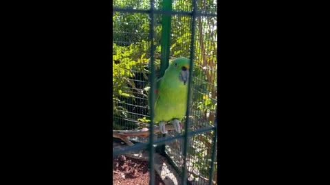 Green parrots. Vertical video Stock-Footage 329996575