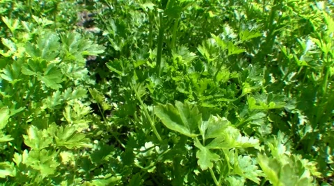 Green parsley Stock Footage 50426762