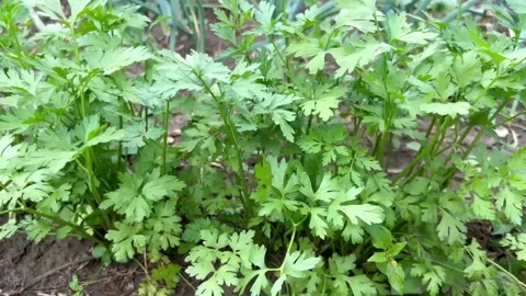 Green parsley Stock Footage 202043992