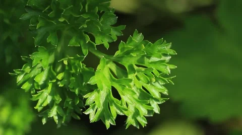 Green parsley. Macro Stock Footage 53611918