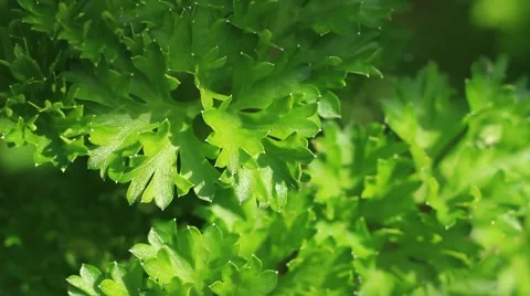 Green parsley. Macro Stock Footage 53611927