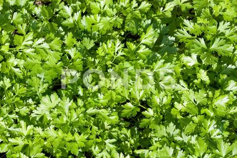 Green parsley Stock Photos