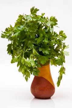 Green parsley Stock Photos
