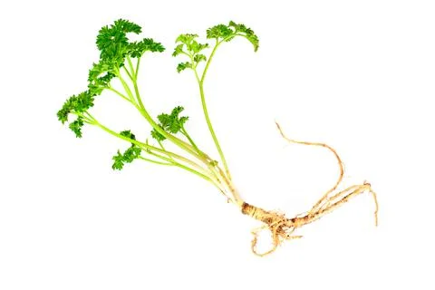 Green Parsley with Root Stock Photos
