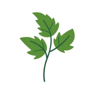 Green parsley on white background. Vector illustration in trendy flat style. EPS Stock Illustration
