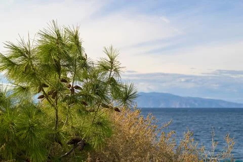 Green part of a pine with cones Stock Photos