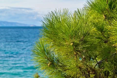 Green part of a pine with cones Stock Photos