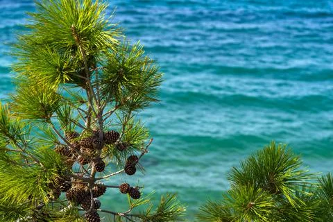 Green part of a pine with cones Stock Photos